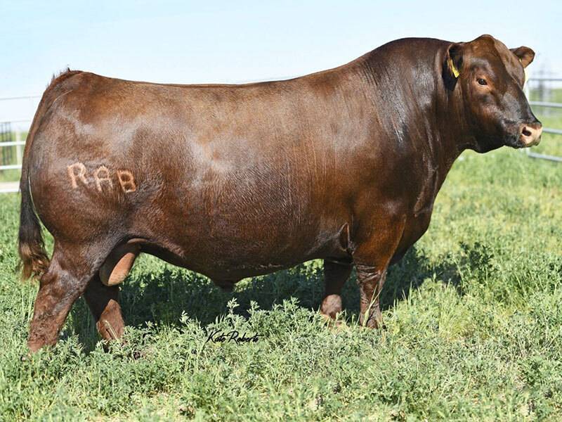 Herd Sires | Black & Red Angus Cattle | Hamilton Angus Ranch